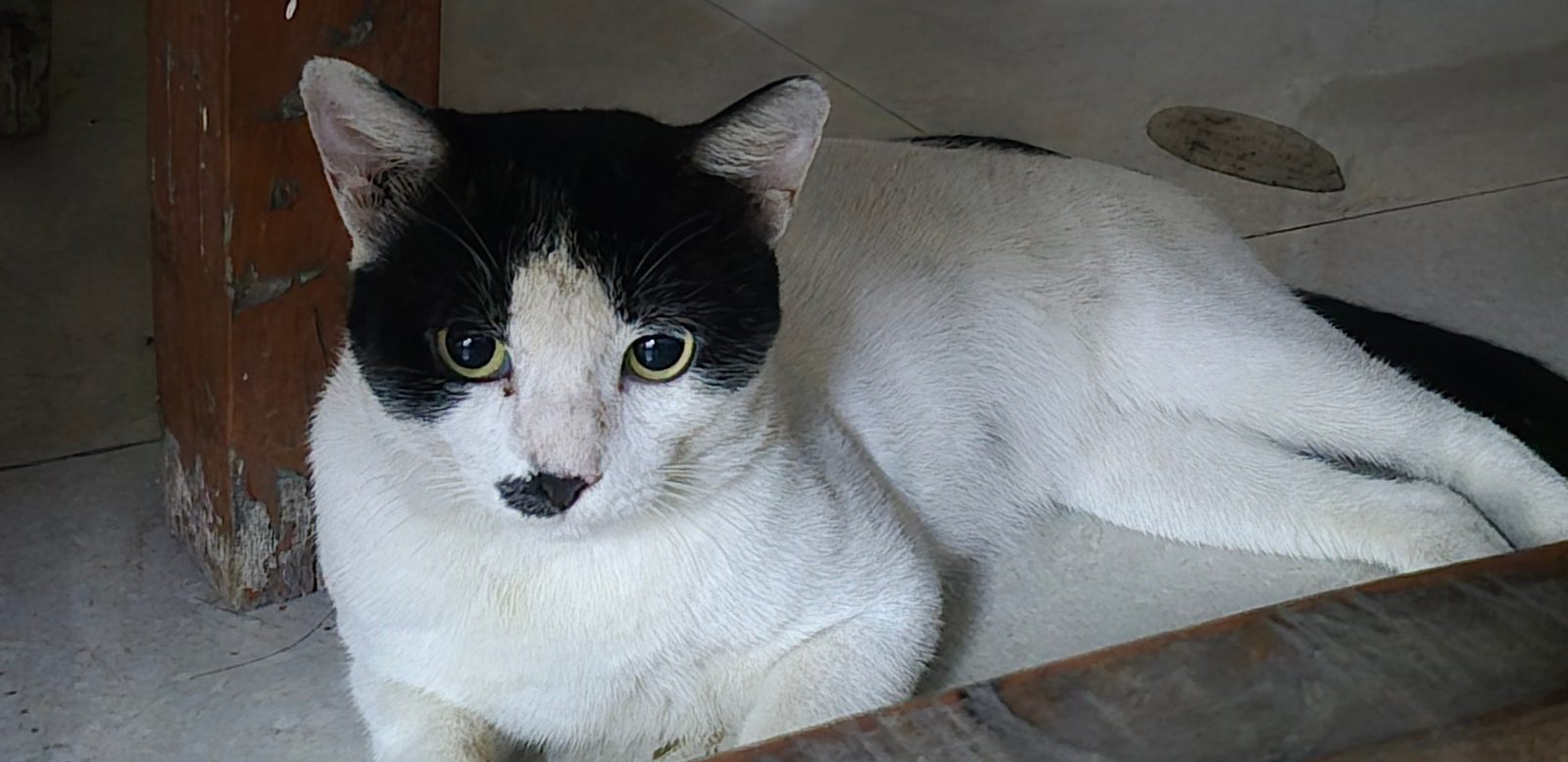 Kitler