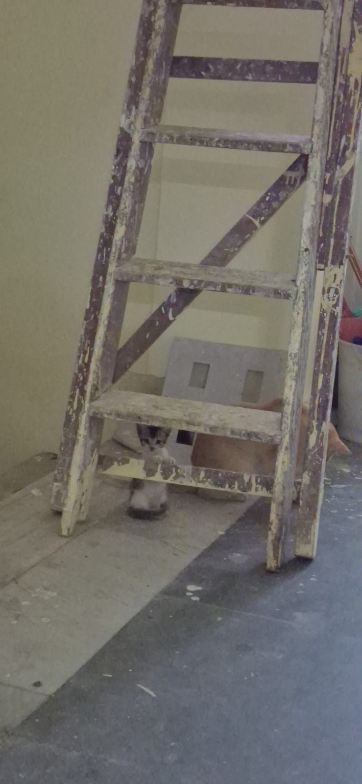 Nivedita, second kitten