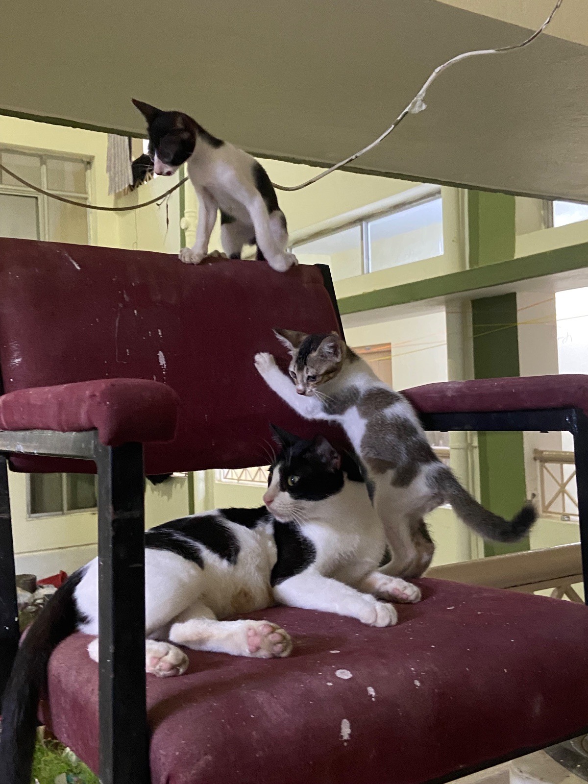 Nivedita, second kitten