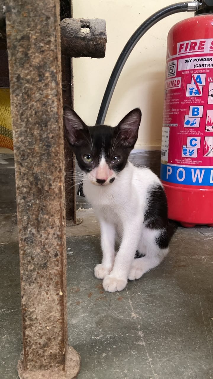Nivedita, second kitten