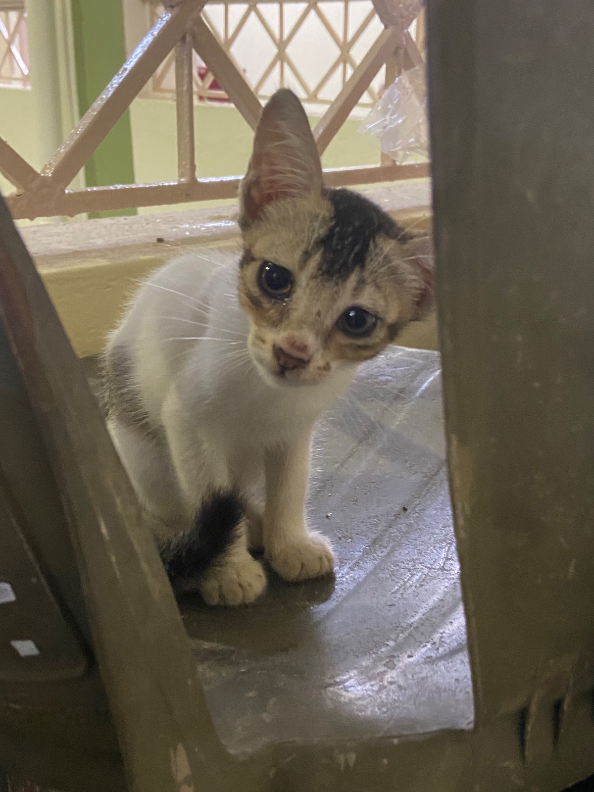 Nivedita, kitten