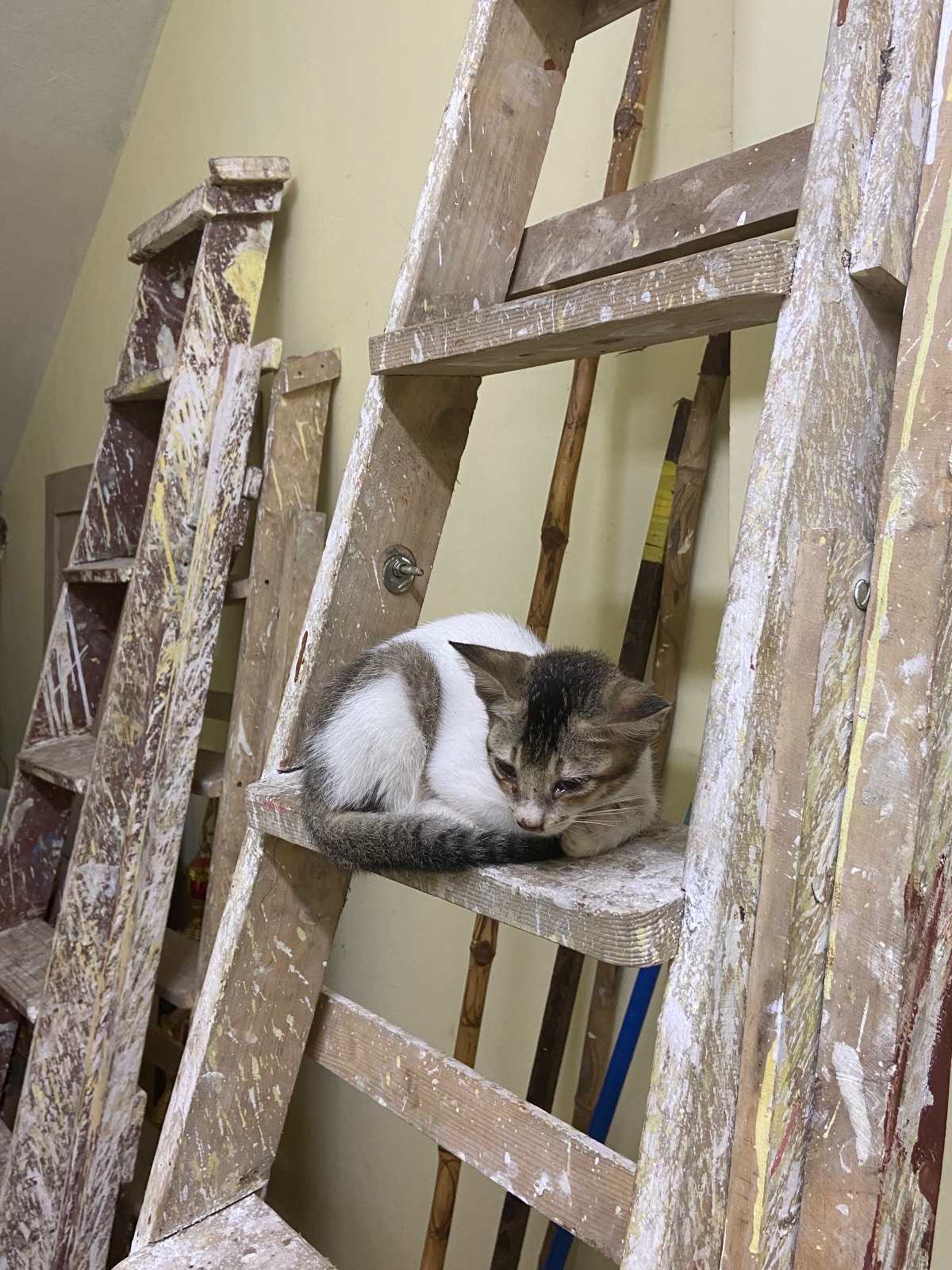 Nivedita, kitten