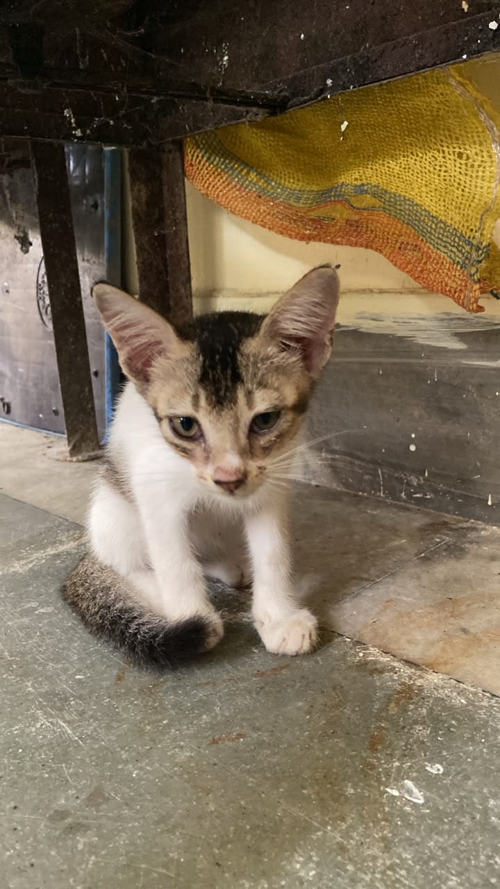Nivedita, kitten
