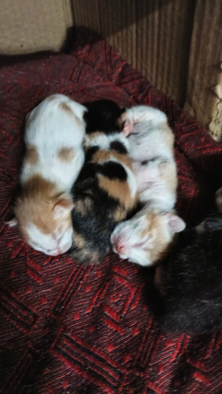 Thor, keo, goku, (tbd(mixed one))